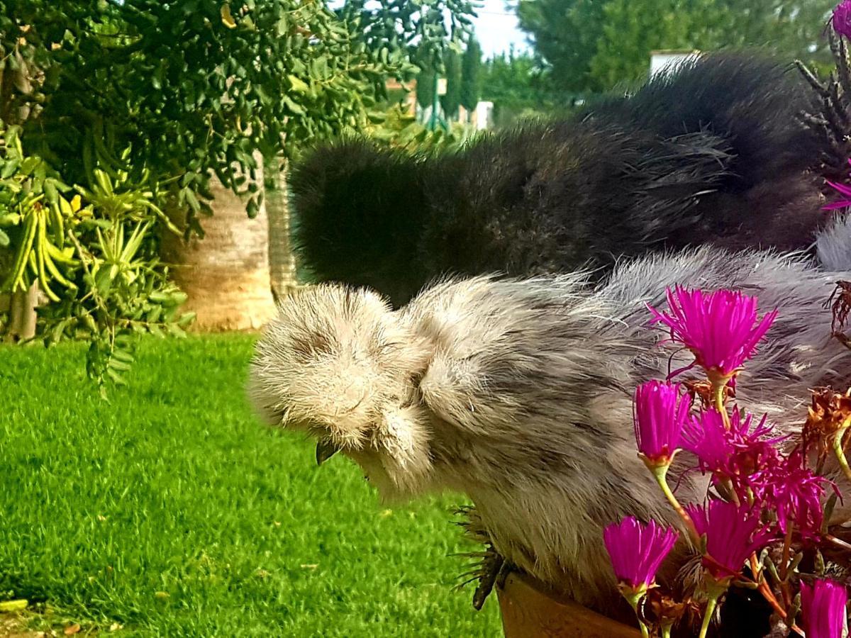 Finca La Gallina Blanca Alhaurín el Grande Εξωτερικό φωτογραφία