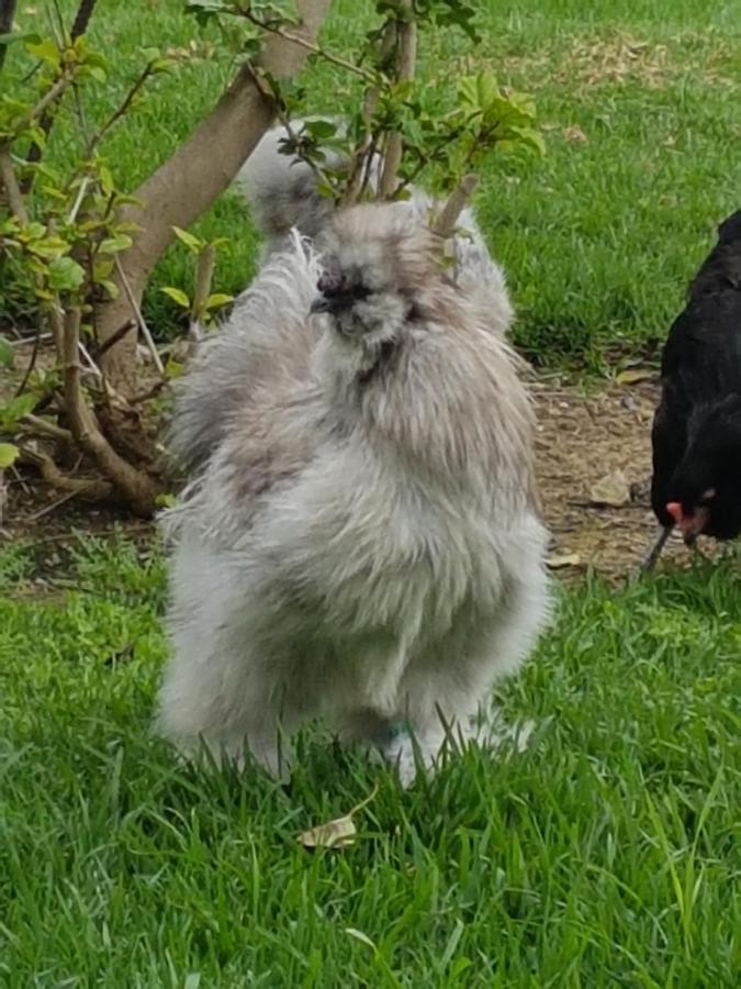 Finca La Gallina Blanca Alhaurín el Grande Εξωτερικό φωτογραφία